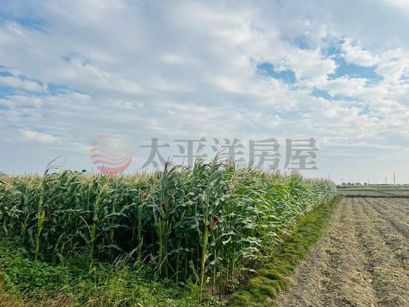 學甲中洲路大面寬農地,台南市學甲區西進段