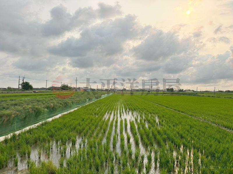 西港近後營雙面路農地,台南市西港區金砂段