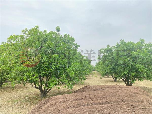 麻豆文旦柚子園,台南市麻豆區北勢寮段