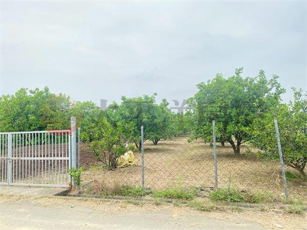 麻豆文旦柚子園,台南市麻豆區北勢寮段