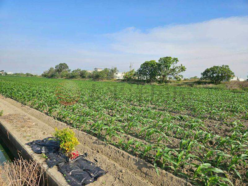 鹽水51米面寬農地,台南市鹽水區番子厝段