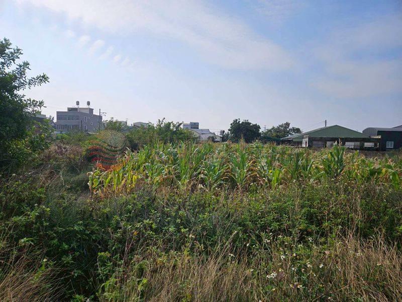 七股看坪小農田,台南市七股區看坪段